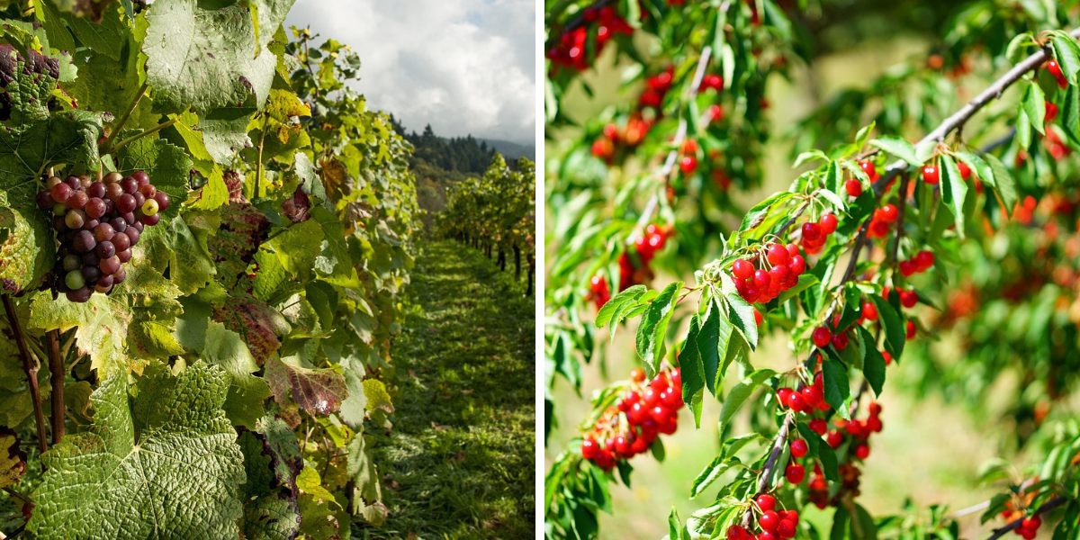Blog - Plašič ptáků Jak chránit ovocné sady a vinice před nežádoucím ptactvem-2
